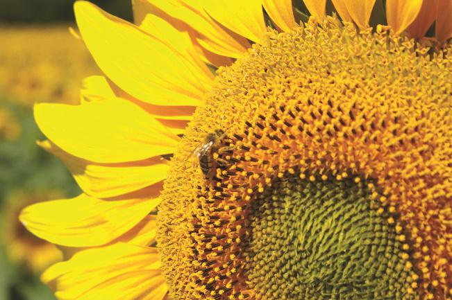 Tournesol