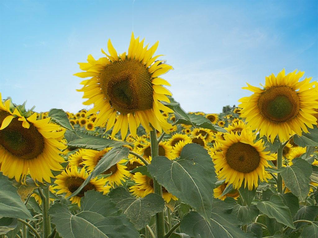 KLARIKA CL tournesol oléique demi-préoce