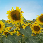 KLARIKA CL tournesol oléique demi-préoce